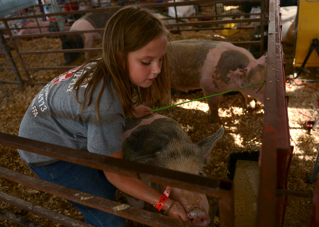 Kaitlyn Detweiler, 9, feeds her pigs before auction